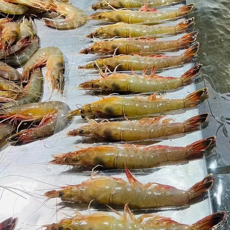 【对虾】渤海湾海捕大虾去皮3斤净含量旅顺当地