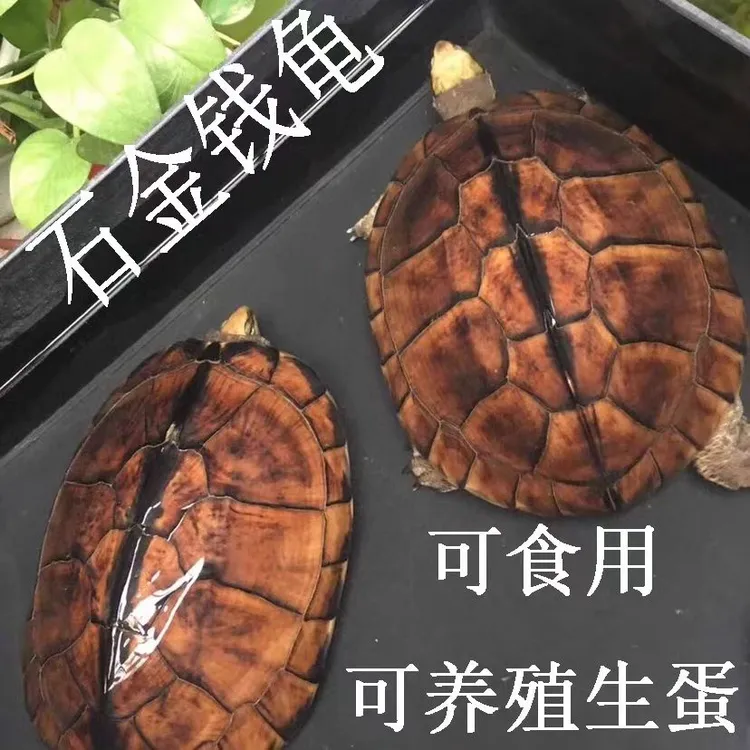 龟（刘哥严选）外塘观赏活体南石金钱龟两只装公母搭配（养宠装备）