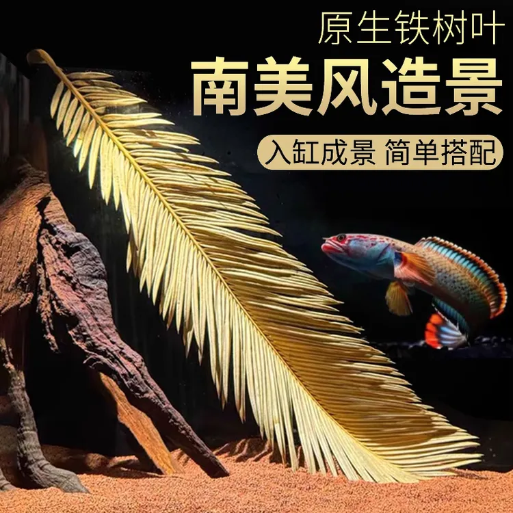 鱼缸天然铁树叶造景南美缸造景简易鱼缸原生缸装饰树叶网红沉叶
