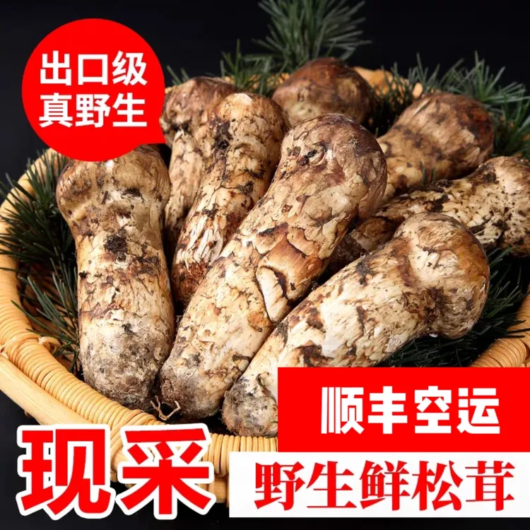 新鲜松茸四川雅江云南香格里拉野生松茸新鲜菌菇500g出口级不开伞
