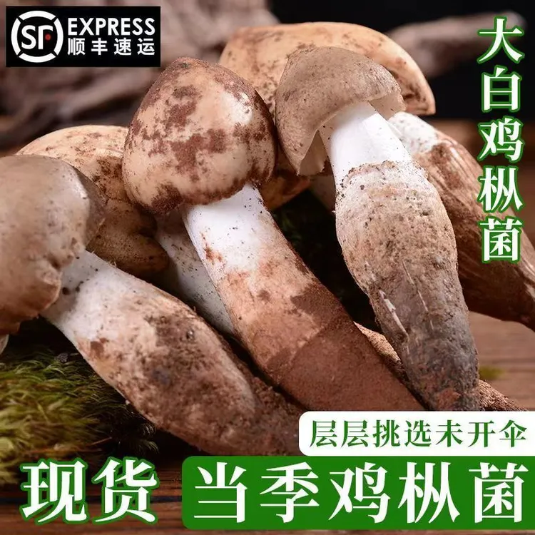 23年新鲜野生鸡枞菌鸡纵菌鸡棕散装特产野生菌食用蘑菇发顺丰
