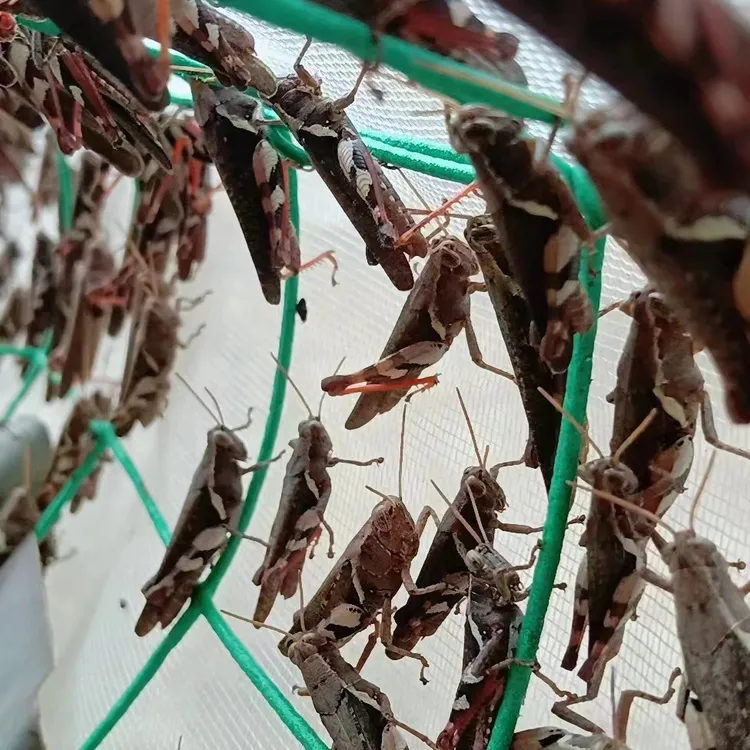 新武宣大只花腿混合250克半斤斗鸟画眉鸟其它鸟食，高营养高蛋白质