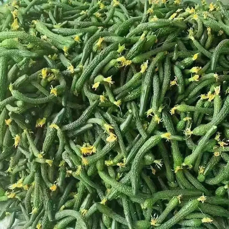现摘新鲜小黄瓜扭黄瓜山东嫩黄瓜腌制酱菜蔬菜大小可备注