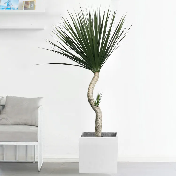 黑珍珠龙血树室内办公室大型植物好养易活四季长青净化空气吸甲醛