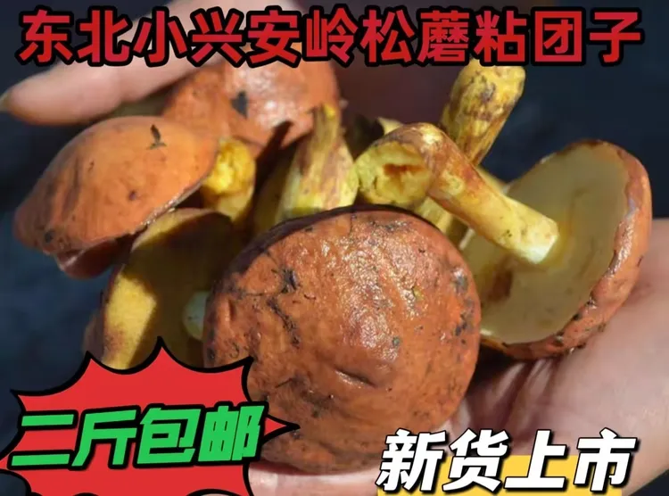 东北特产  小兴安岭盐鲜松蘑粘团子（咸的）  2斤  包邮