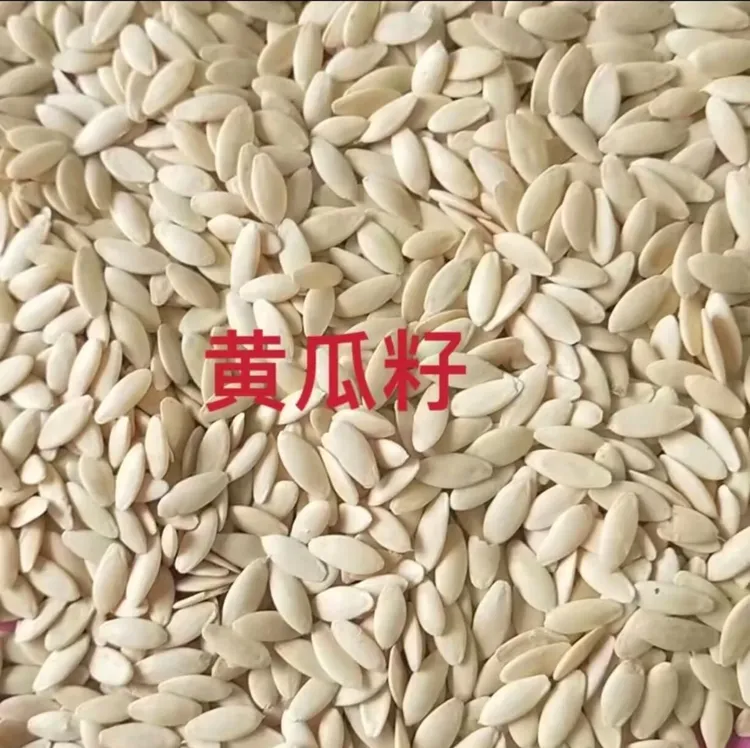 黑龙江农村小菜园自产老旱黄瓜籽  一斤  包邮