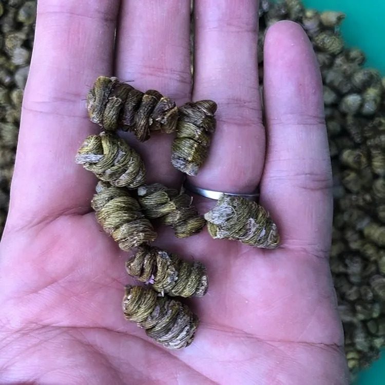 浙江 雁荡山农产品 铁皮石角斗干 做菜搭配50克100克250克营养