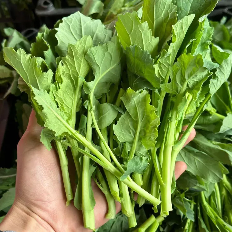 四川农家种植新鲜油菜苔 菜苔 现摘发货 3/4/5斤 包邮