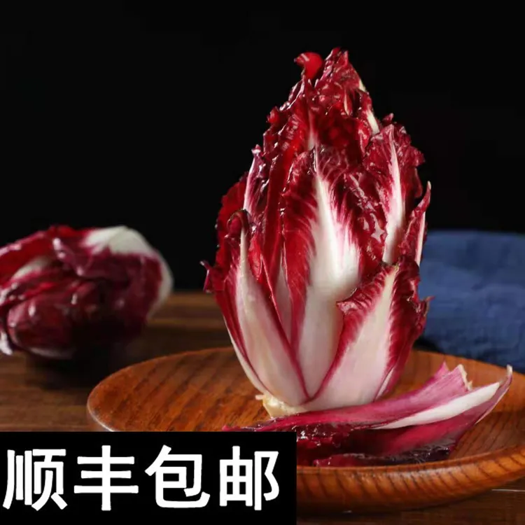 1.5-5斤红玉兰菜紫菊苣菜紫玉兰菜红菊苣菜芽球菊苣无土栽培蔬菜