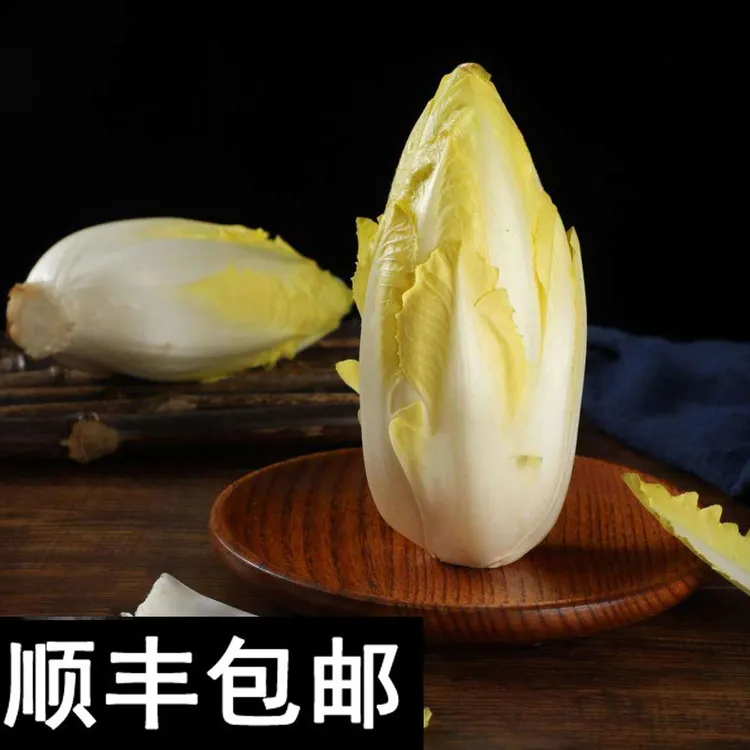 无土栽培金玉兰菜新鲜菊苣菜水培芽球菊苣玉兰生食凉拌清脆蔬菜