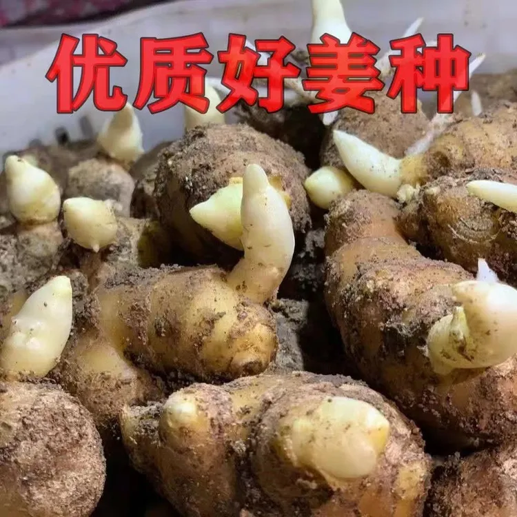 生姜种籽生姜种植苗山东大姜种子姜苗种植苗老姜籽催芽姜种