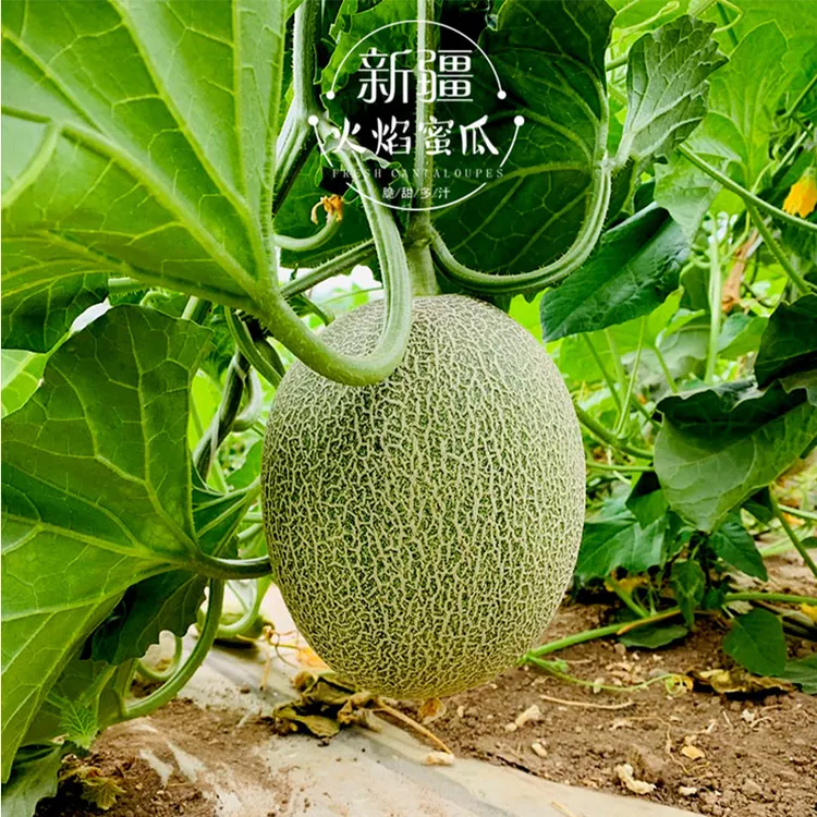 新疆特产哈密瓜吐鲁番新鲜水果西州蜜25号火焰蜜瓜正宗甜瓜