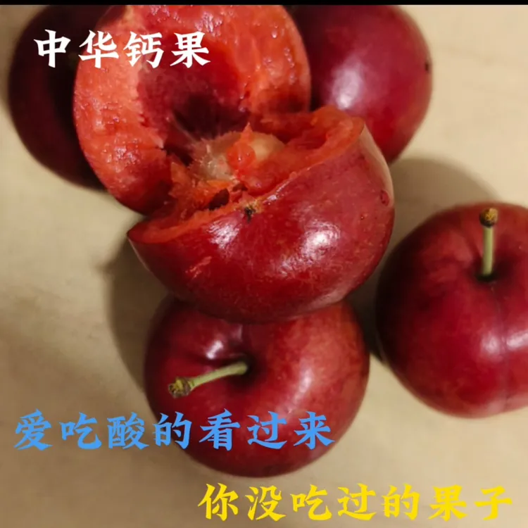 新鲜现采钙果欧李酸甜涩肉厚多汁果园直发