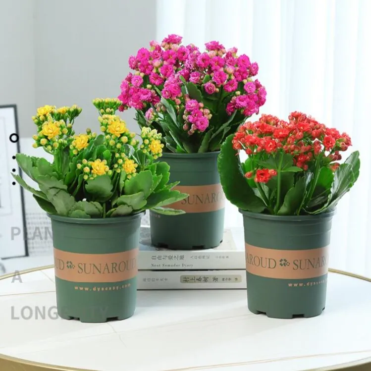 长寿花盆栽四季开花重瓣大花客厅办公室绿植花卉带花苞原盆原土