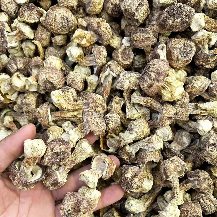 姬松茸云南特产菌菇干货炖汤材料无硫原色