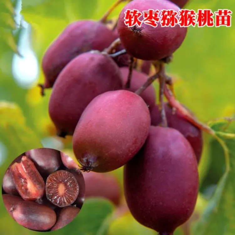 青新品【软枣红心猕猴桃】树苗自花授粉猕猴桃苗盆栽地栽阳台庭院