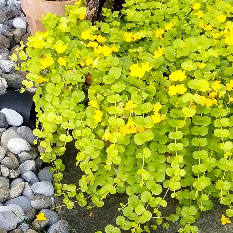 金叶过路黄耐寒植物