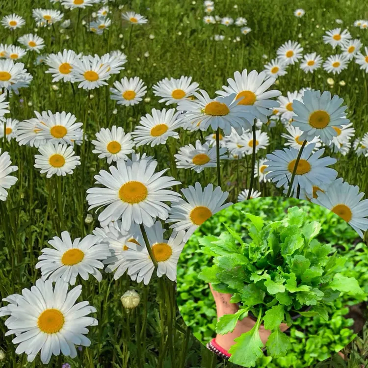 大滨菊盆栽 花园庭院阳台多年生植物耐热耐寒盆栽