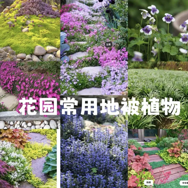 地被植物耐热耐寒多年生 芝樱 筋骨草 熊猫堇 半边莲 过路黄6盆
