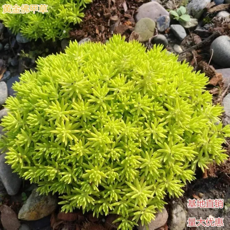 黄金佛甲草地被植物可四季观叶盆栽庭院假山绿化屋顶隔热耐热耐寒