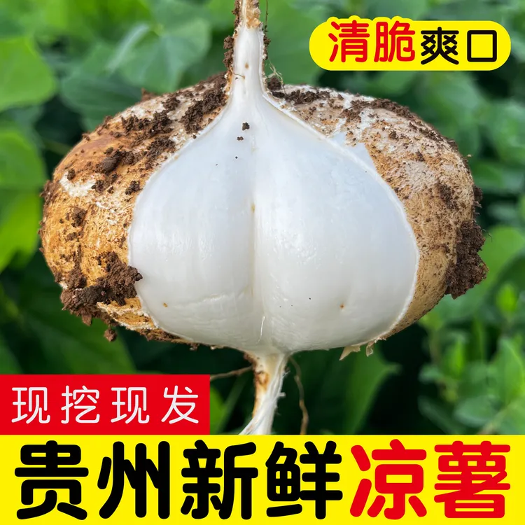 贵州新鲜地萝卜应季水果蔬菜凉薯地瓜现挖现发农家种植剥皮吃