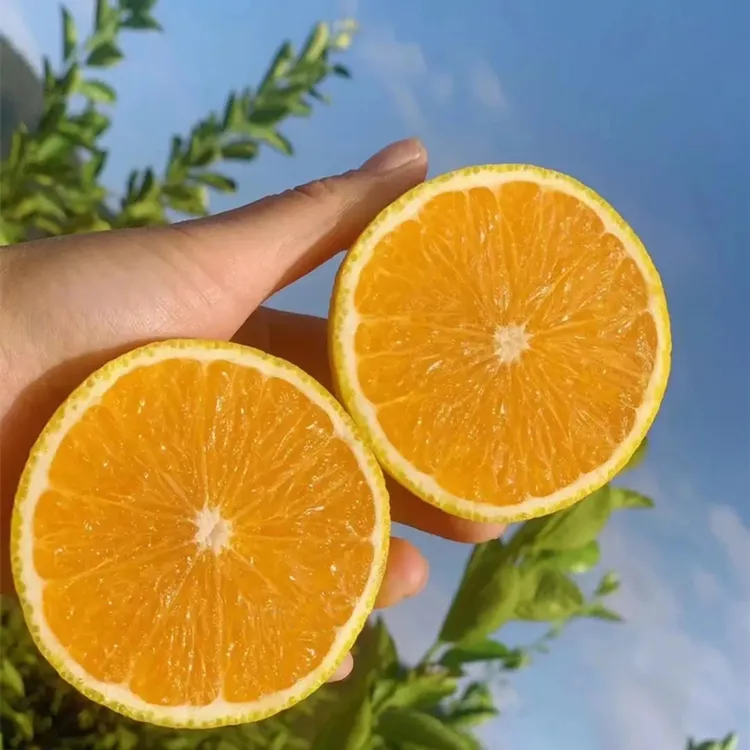 正宗福建甜桔柚建阳特产桔子现摘精品大果礼盒装当季时令新鲜水果