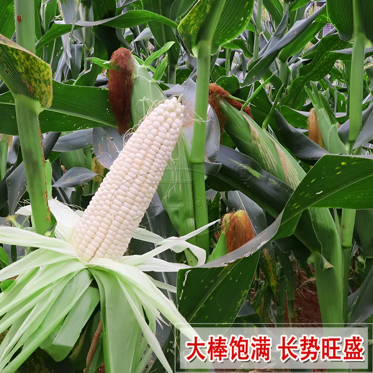 白糯玉米种子春季播种非转基因黏苞米种籽大棒高产满香糯玉米品种