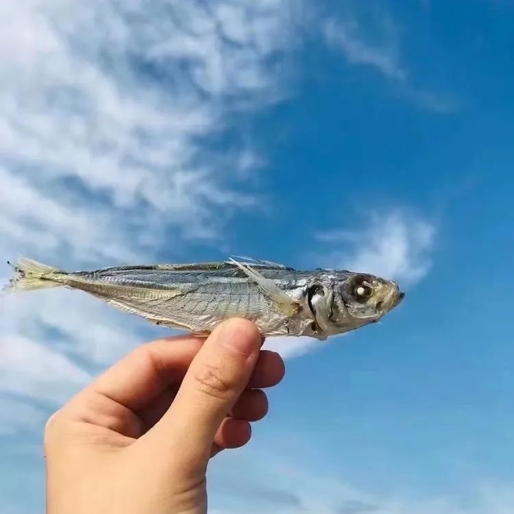 巴浪鱼干  海鱼干 灯捕海鱼  海产干货 海味干货500g