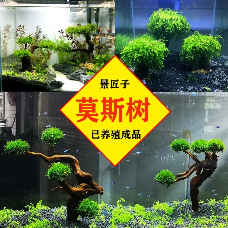沉木莫斯树红草生命之树懒人鱼缸景观淡水植物四季增氧水草造景