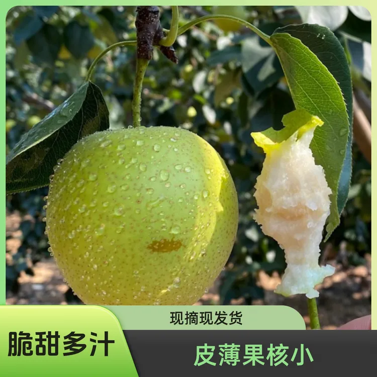 【脆甜多汁】河南省孙蒙飞家种植苹果梨现摘现发货皮薄果核小五斤装