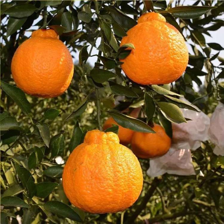 丑橘树苗大果苗树苗正宗不知火树苗 嫁接柑桔苗 丑八怪橘子果树苗