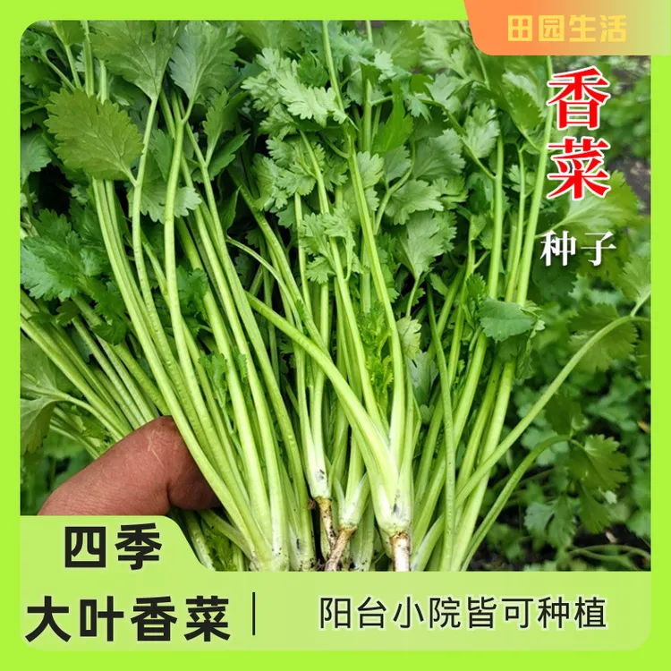 【种子】四季大叶香菜种子大叶速生香菜蔬菜阳台小院 四季大叶香菜