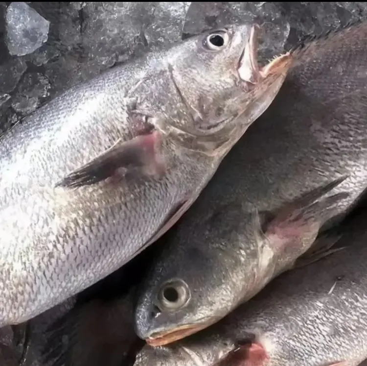 海捕野生正宗鳘鱼纯正米鱼 山东日照 5斤一条0.8斤左右整条带鱼胶