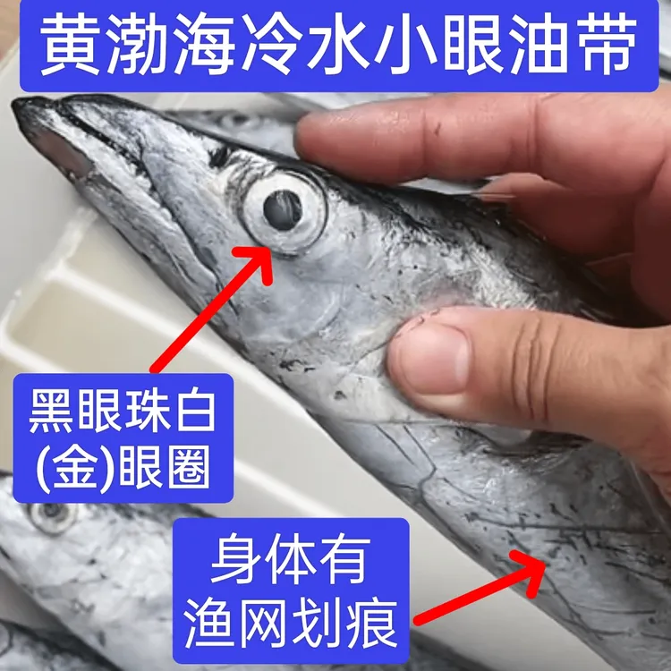 正宗青岛本地小眼油带鱼刀鱼（4+1斤）实惠新货整条新鲜速冻发顺丰