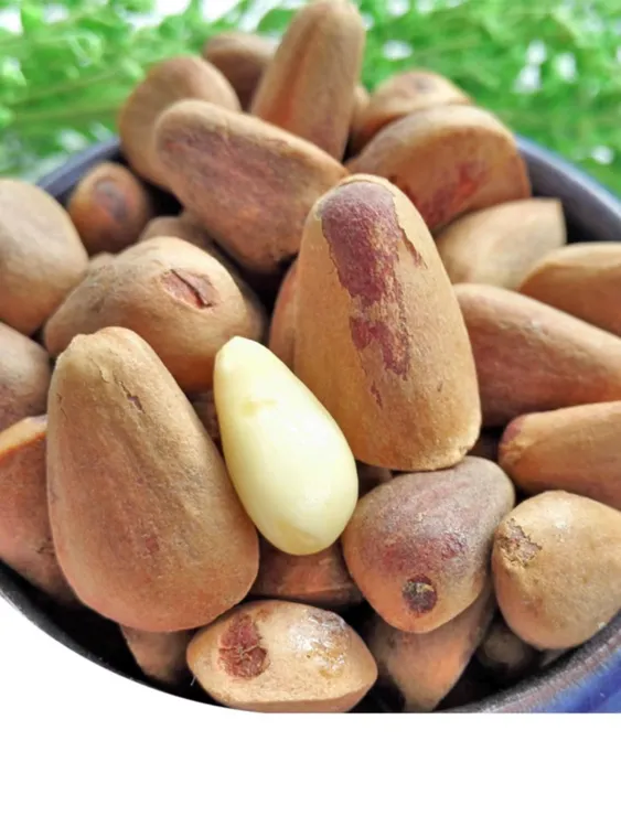 一宁-生松籽不开口2斤包邮（带开口器）2025年新品松子