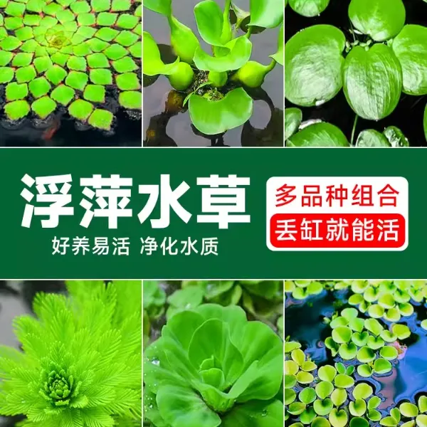 浮萍水草植物鱼缸造景水培植物和鱼共养冒泡一叶莲水芙蓉水葫芦