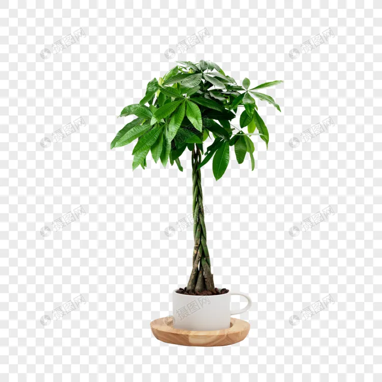 绿植，到手一盆m，