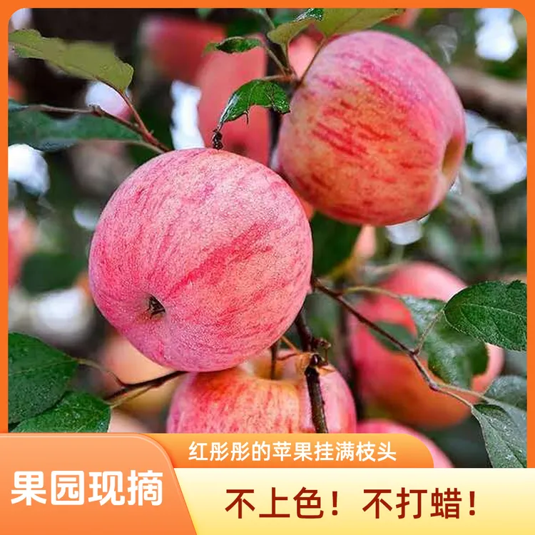 【很脆！很甜！】山东烟台红富士 果园现摘 不上色 不打蜡 5斤/10斤