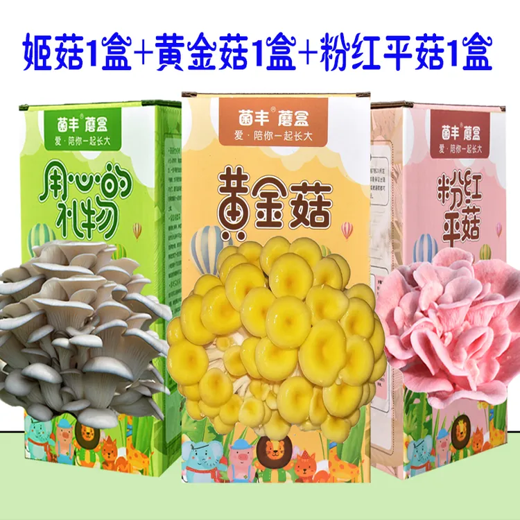 买1发3diy蘑菇盒子儿童植物生长观察日记笔记蘑菇平菇种植菌蘑盒