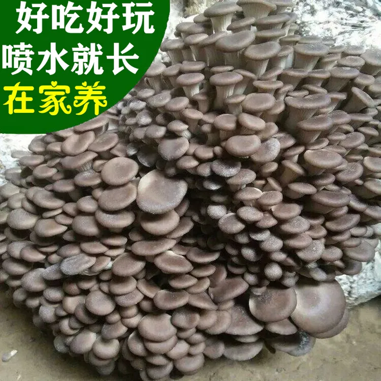菌丰买1发3蘑菇种植包菌种菌包家种菌菇食用平菇菌菇菌棒蘑菇菌包