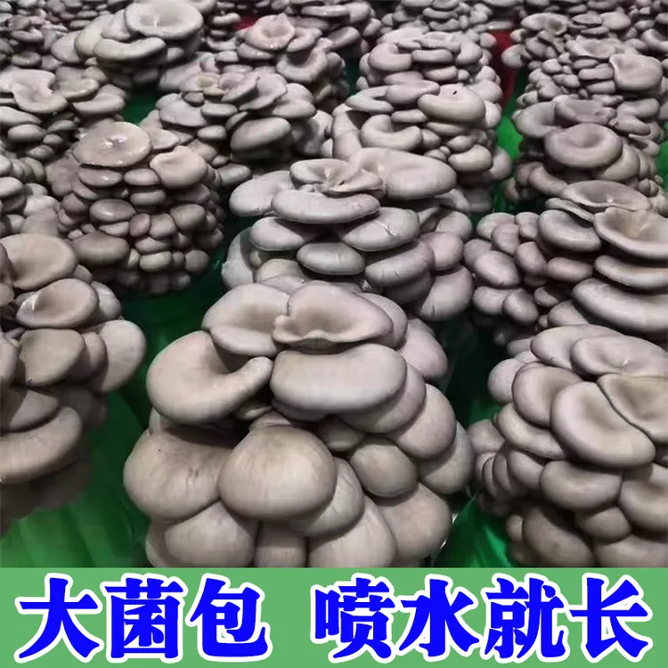 【喷水就长】蘑菇菌包四季出菇家养菌菇食用平菇菌菇菌棒蘑菇大菌包