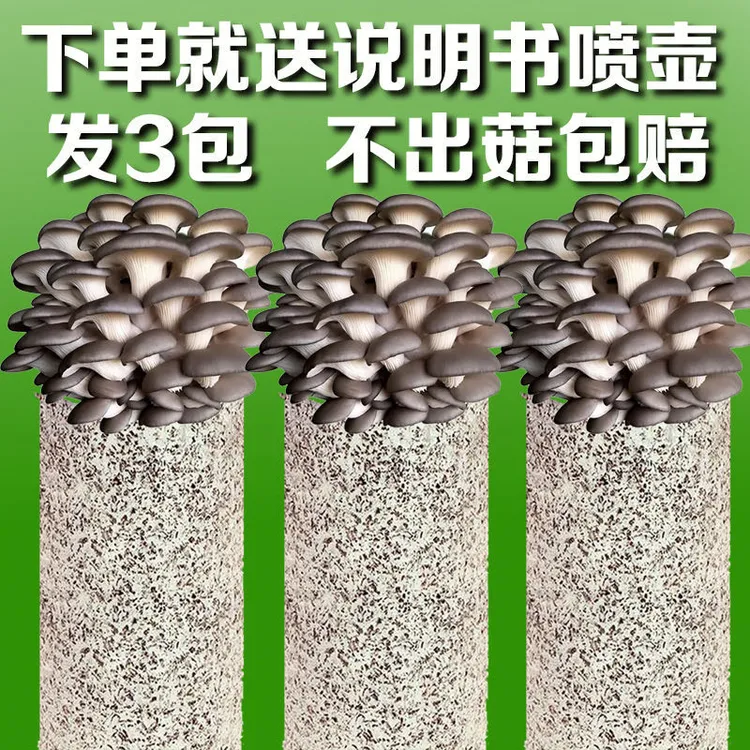 菌菇包【不出菇包赔】家庭养植蘑菇菌包食用菌棒蘑菇包食用平菇菌包