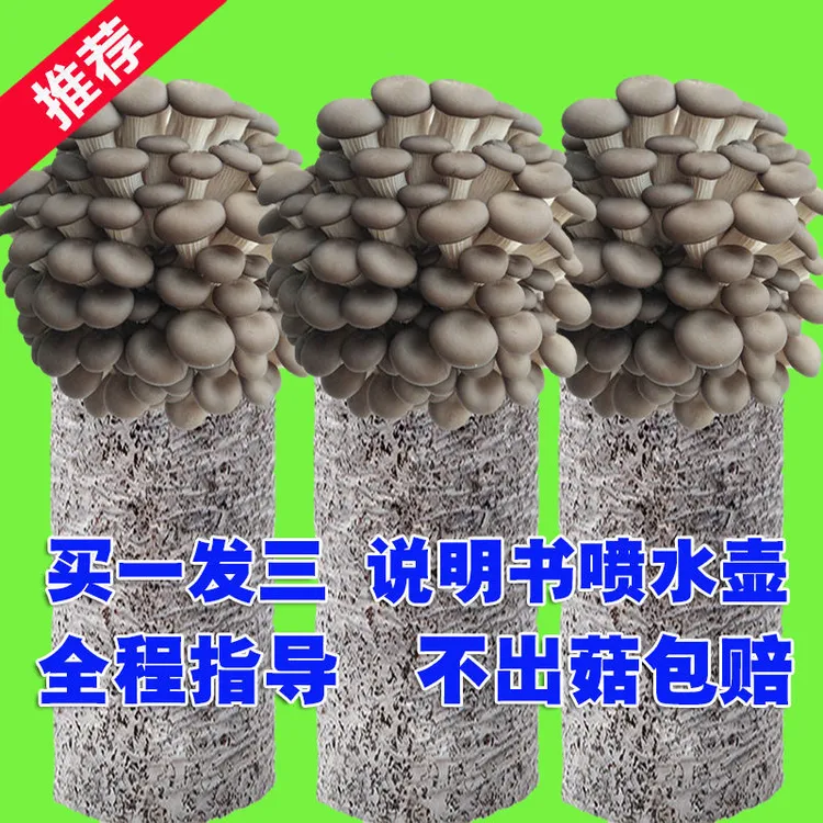 【蘑菇在家四季养】好养蘑菇菌包食用菌棒菌菇包蘑菇菌种菌菇种植包