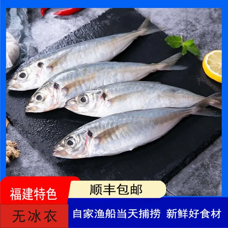 福建海捕精选巴浪鱼包赔全国发货