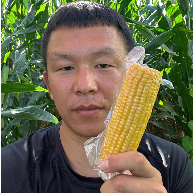 2025年新玉米棒 鲜食玉米 粘玉米 糯玉米 东北真空锁鲜香糯好吃