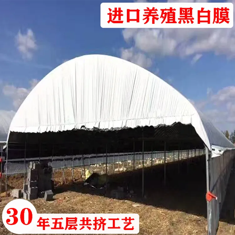 黑白膜养殖大棚塑料布塑料膜大棚农膜养鸡加厚隔热保护防晒防水