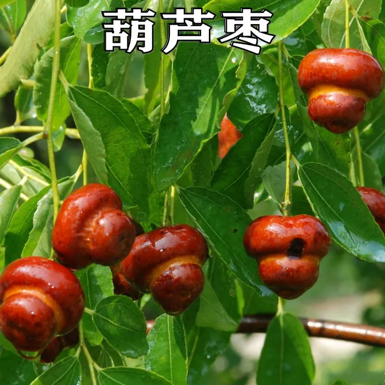 新品种特大果磨盘枣子树苗猴头枣葫芦枣树苗嫁接苗盆地栽当年结果