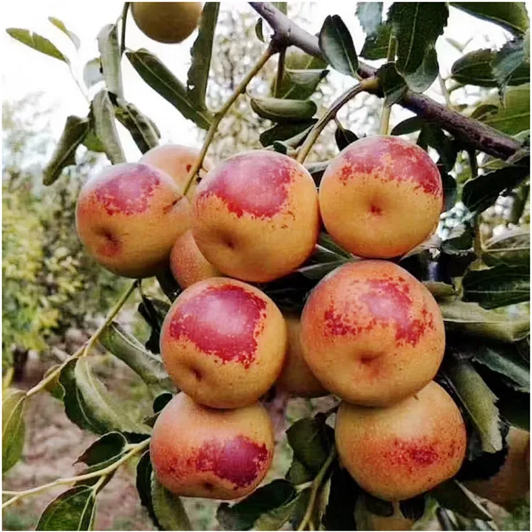 枣树活苗大枣超甜冬枣树苗地栽庭院盆栽矮化沾化枣南北方种植水果