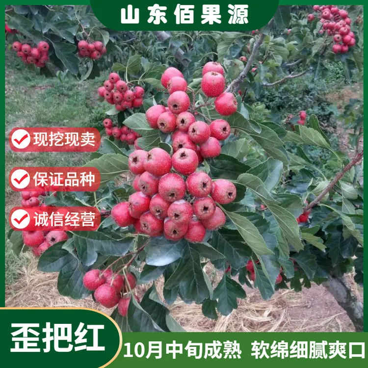 嫁接特大山楂树苗地栽歪把红山楂苗盆栽果树苗南北方种植当年结果
