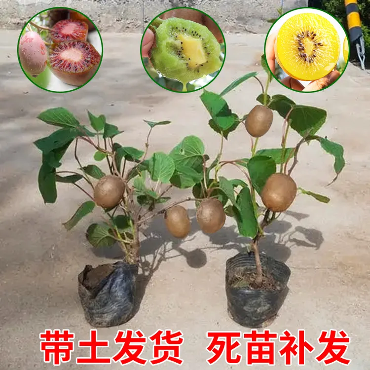 嫁接猕猴桃树苗红心徐香软枣猕猴桃苗地栽当年结果南北方庭院种植